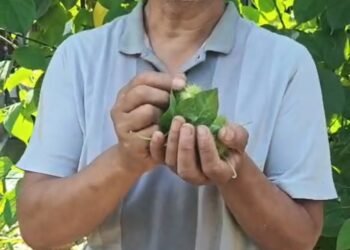 Ngaji Alam Bersama Ustaz Noeryoso Badongan, Menemukan Hikmah dan Potensi Rezeki dari Buah Liar Rambusa
